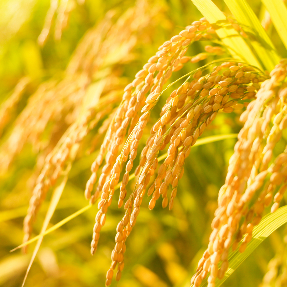 返礼品イメージ